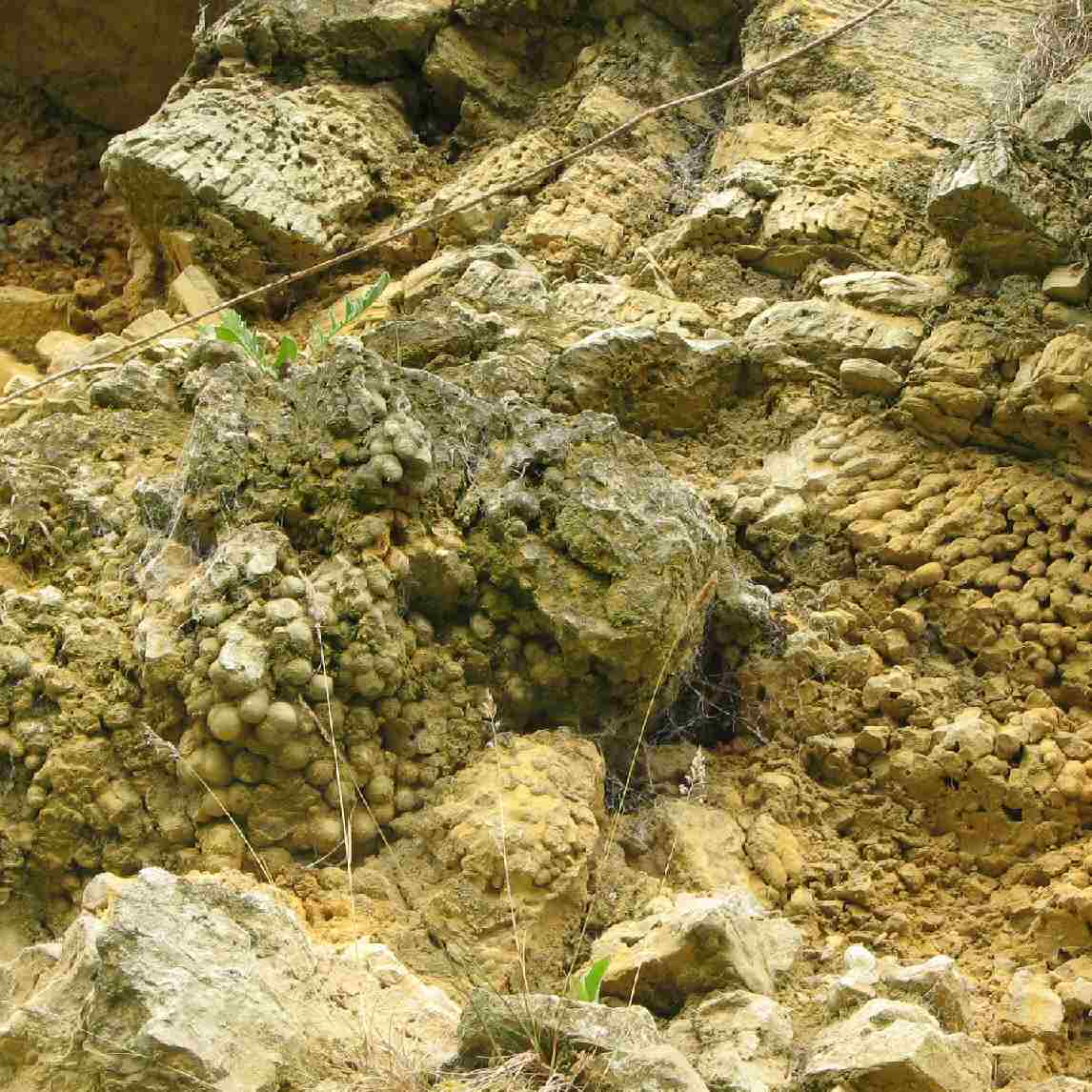 Cannon-ball Magnesian Limestone - Michelle Appleby